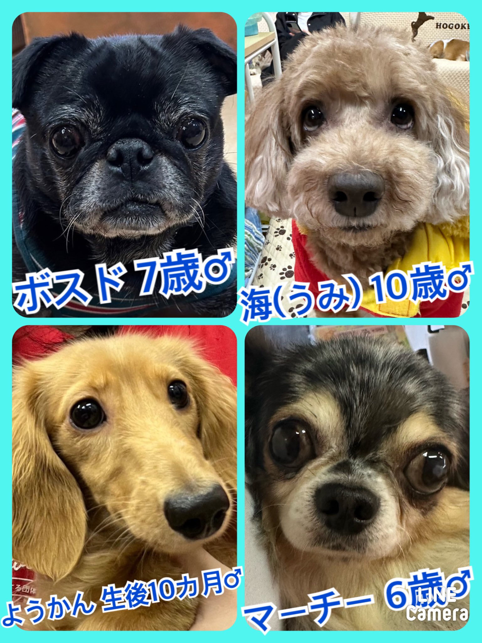 🐾今日の里親様募集中ワンコ🐶メンバーです🐾2023,12,2【保護犬カフェ天神橋店】